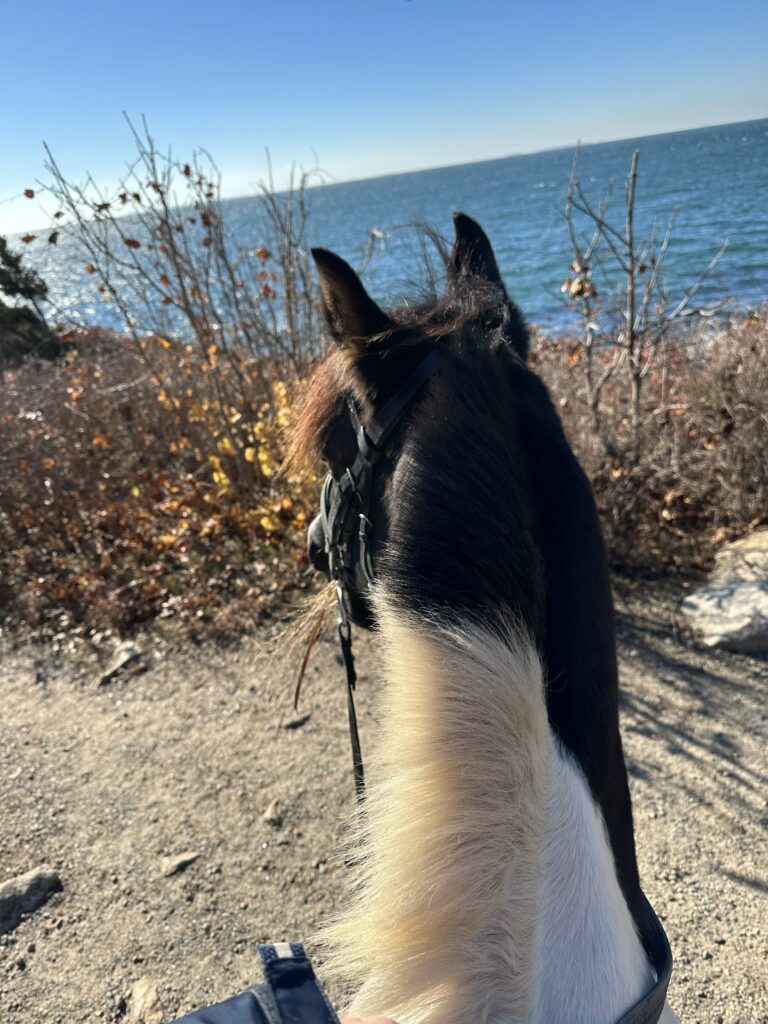 Horse at beach