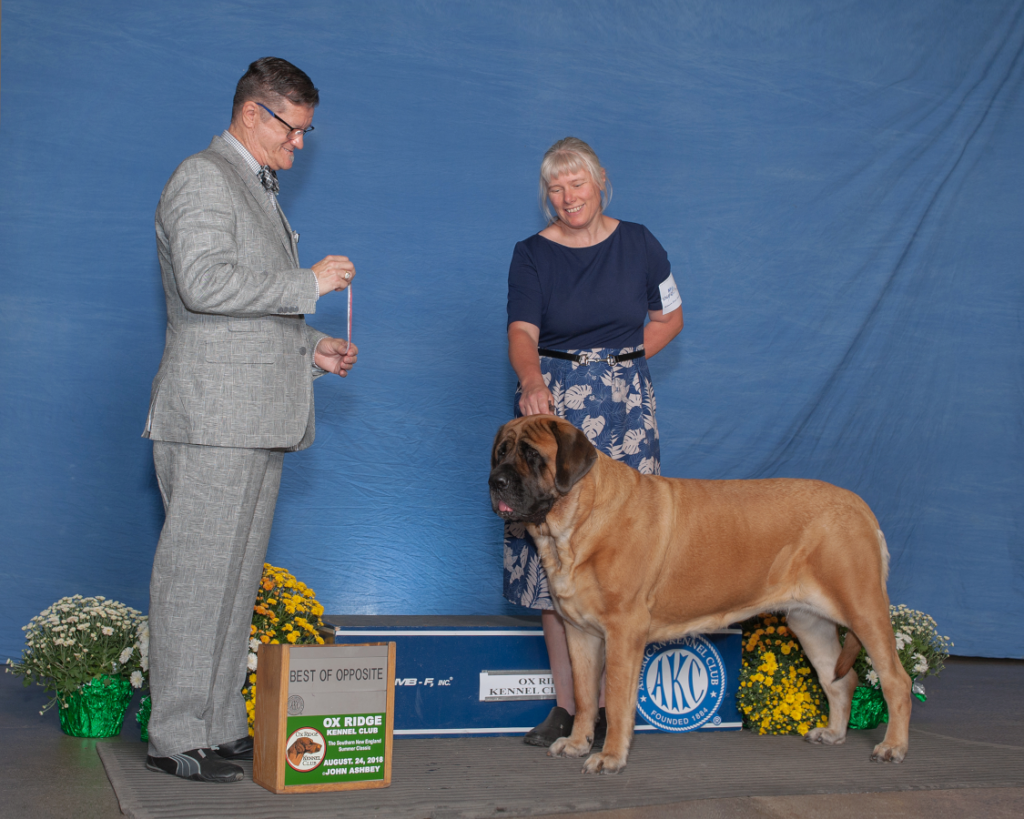 Show dog BOS