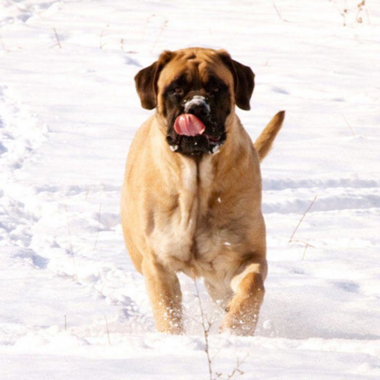 Dog in snow