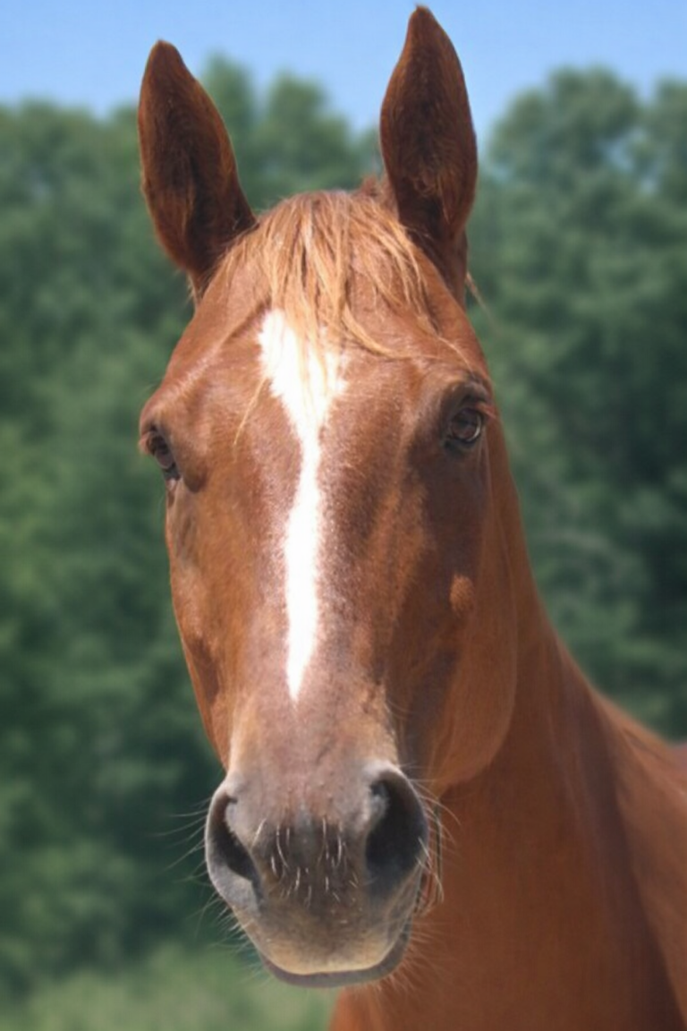 Horse head