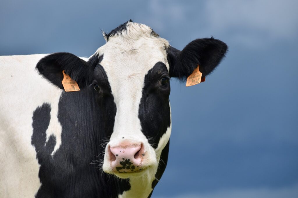 Dairy cow